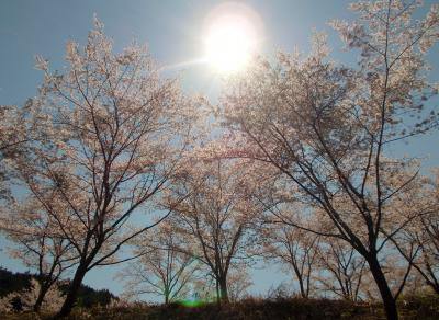 苗木さくら公園の桜