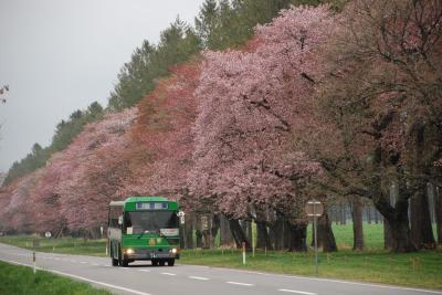 日本一の桜並木　二十間道路を訪ねて（北海道静内）