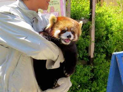 初夏のレッサーパンダ紀行【２】 茶臼山動物園　やはりここは聖地ですね！！ おもちゃに慣れてくれたタイヨウ君＆アンズちゃん、そして、半年ぶりに参加したロン君イベント！！