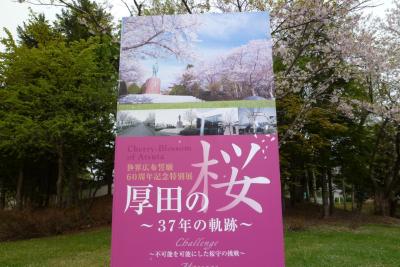 今年は早いぞ北海道の桜！桜吹雪＆桜じゅうたん：ここはヤバイ！(2014,5,15)