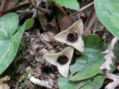 新緑の里山で野草散策～♪