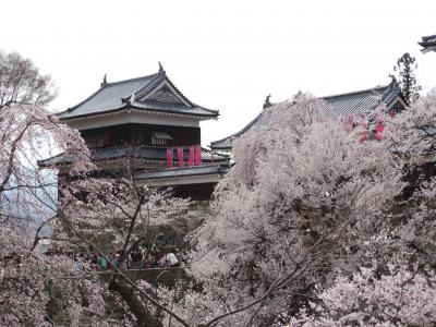 上越から上田に向かって桜を観る