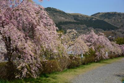 箱根仙石原公園の枝垂桜　ちゃいなハウスのランチ　箱根翡翠３人用スタンダードルーム　２０１４年４月