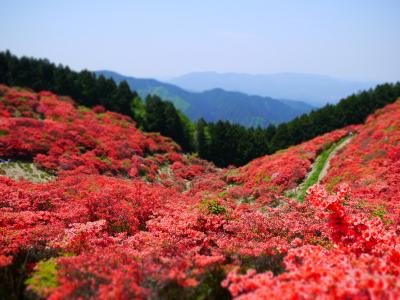 「一目百万本」は本当だった！奈良県 葛城山のツツジ♪