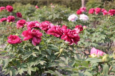 花咲く東松山のぼたん園