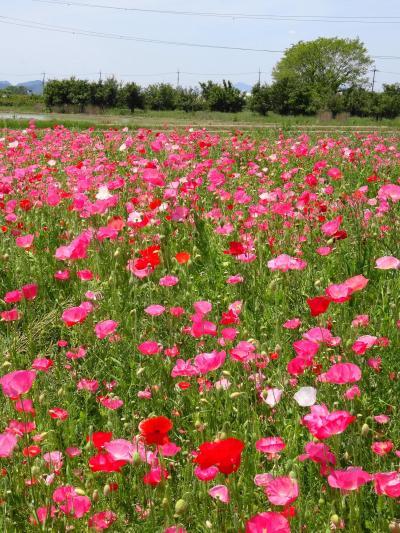 ５月の風に誘われて～東近江でメロンと蕎麦を食す♪