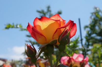 横浜イングリッシュガーデンの見事に咲いた満開の薔薇たち