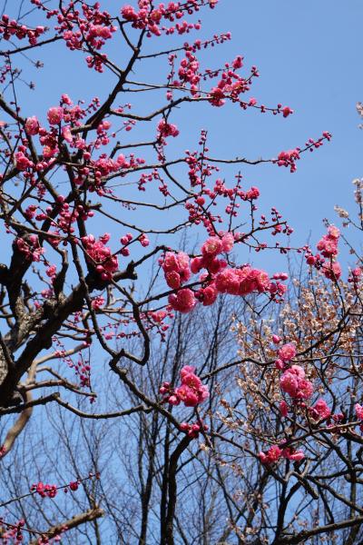 春の金沢～ひがし茶屋街、兼六園、長町武家屋敷跡～