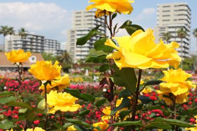 バラ園はしご　京成バラ園VS谷津バラ園 　　　谷津バラ園編