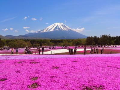 富士芝桜まつり＆竜ヶ岳登山・河口湖
