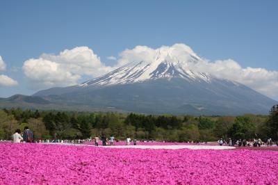 富士山と芝桜　日本に生まれて良かった。