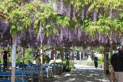 岩沼　金蛇水神社のボタン・フジを見に行く！