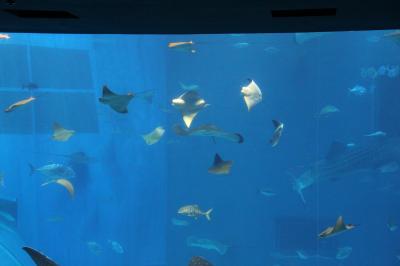2013年8月沖縄旅行⑤「美ら海水族館・エイの連凧ブラザーズ」