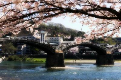 ふと思いついて桜咲く錦帯橋までドライブ