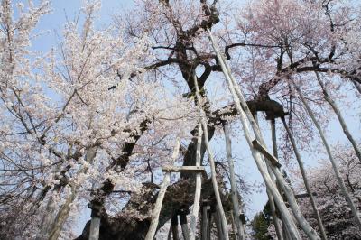 置賜・村山からいわきへ四日間（一日目）～置賜さくら回廊は、まさに満開。南下する山形の桜前線にタイミングがぴったり合いました～