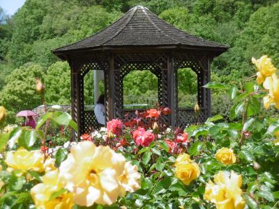 バラの香りに魅せられて・・・・・・香りと美しさに包まれた薔薇の楽園　　花フェスタ記念公園編　　　″世界のバラ園”