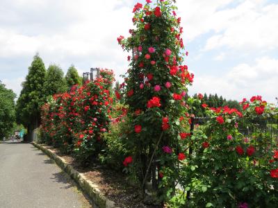 播磨中央公園・バラまつり