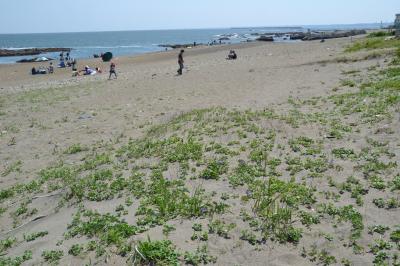 茨城の海辺の花を巡る旅（１）