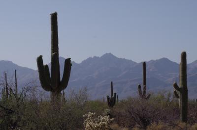 アメリカ旅行−２アリゾナ州ツ−ソン