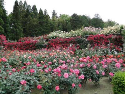 おふさ観音・霊山寺・松尾寺の薔薇まつり2014