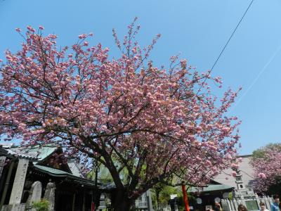 近鉄特急で吉野山へ◆まずは『桜本坊』でお花見！♪