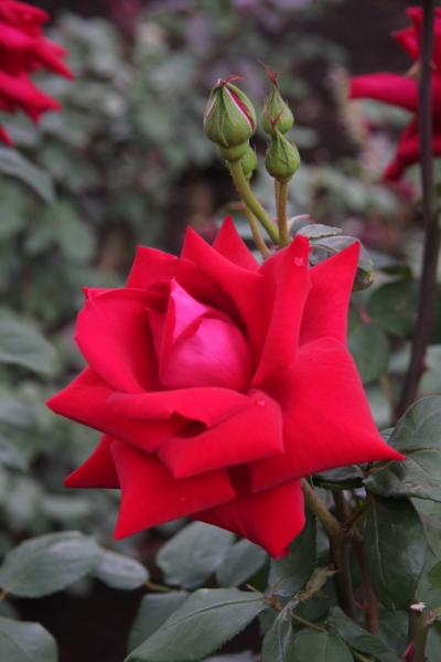 神代植物公園バラフェスタ2014　Rose festa in Jindai Botanical Gardens