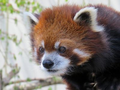 初夏のレッサーパンダ紀行【５】 釧路市動物園　コーアイちゃんと美美君のリンゴタイムを満喫！！ ココアちゃん、お誕生日おめでとう！！ そして、めちゃくちゃ楽しく可愛いミルクちゃん！！