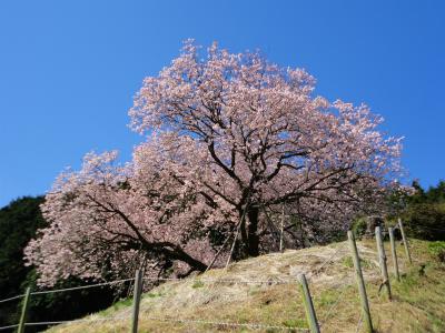 佐賀の桜の名所をめぐる旅　春うららかな桜日和