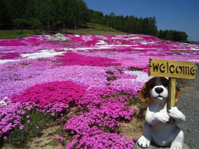 初夏のニセコへ癒されに♪♪　★双子のサクランボの木★三島さんちの芝桜★神仙沼★