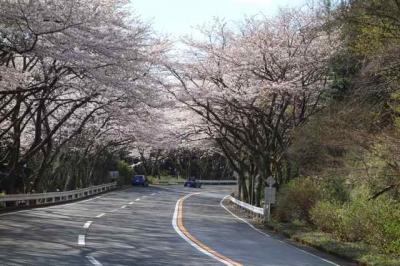 桜のトンネルを抜けて