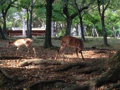 2014年５月　地元、ならまちを実感する旅！