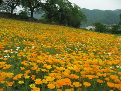 ’１４　秩父ポピーさんぽ２　長瀞花の里ハシビシソウ園編