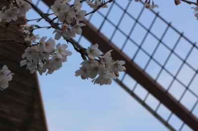 2014.3 名城公園でお花見