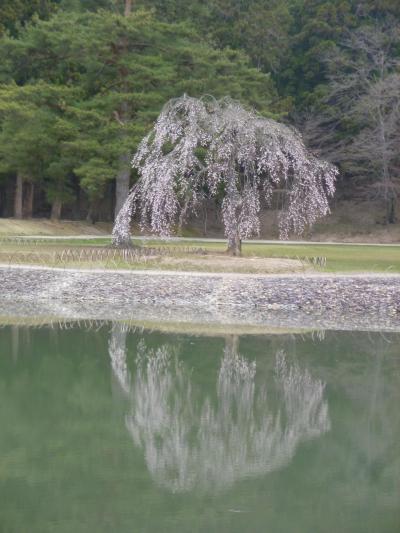 レンタカーで桜咲く平泉へ