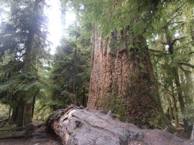 ２泊３日で行けるバンクーバー島　１８　パークスビル周辺の州立公園（Rathtrevor Provincial Park ＆ MacMillan Provincial Park)　