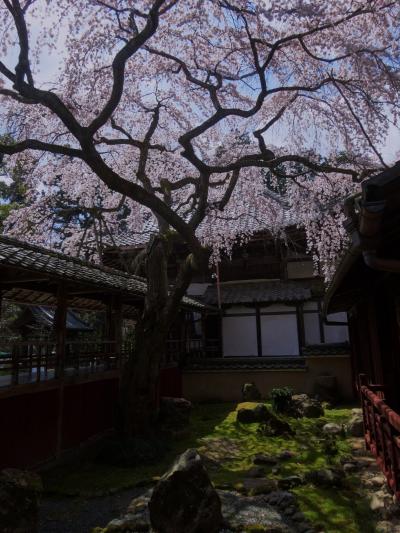 今年も京都の桜の時期に･･･２
