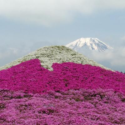 富士芝桜と信玄公ゆかりの恵林寺へのドライブ