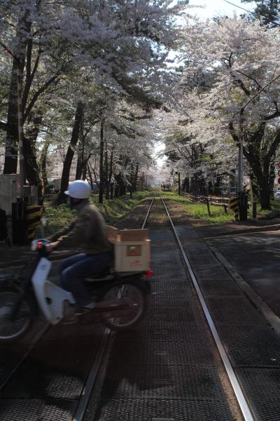 2014 GW　桜を追いかけて東北へ　4