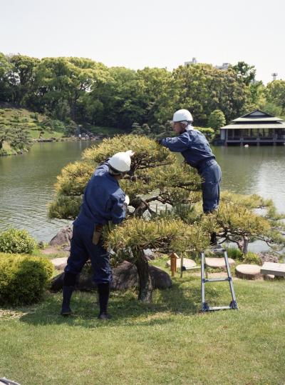 清澄庭園・みどり摘み。