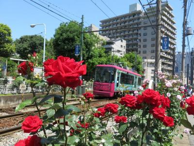 えきぽで散策＠大塚駅　～バラ満開の都電沿線編～