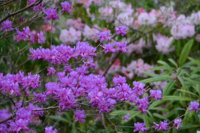 ４月下旬ゴールデンウイーク前半　箱根湿生花園　２０１４年４月