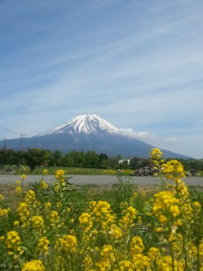 芝桜まつり、富士山のコラボ が、、、