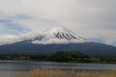 旅するイルカ♪　富士山へ