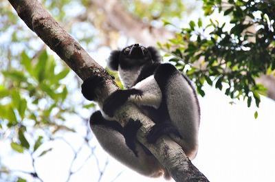 2014マダガスカル&レユニオン～アンダシベ・ペリネ特別保護区＠マダガスカル