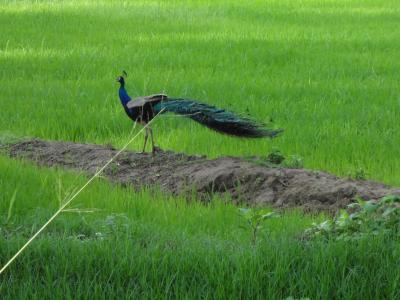 お気楽 スリランカの旅 1 シギリヤ・ポロンナルワ