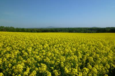 北海道滝川市：菜の花日本一ならず！菜の花まつり＆道の駅編(2014.5.28&31)