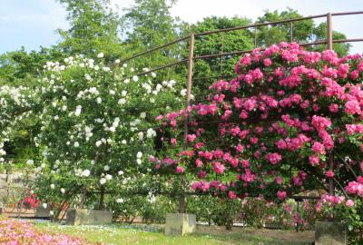 2014春、東山植物園の薔薇(1/8)：地下鉄星丘駅から東山植物園の入口へ、バラ園到着