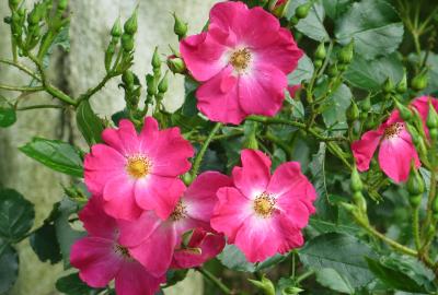 2014春、東山植物園の薔薇(2/8)：ロージー・カーペット、ピンク・メイディランド