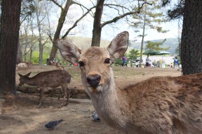 302 鹿せんべい飛ばし大会の若草山