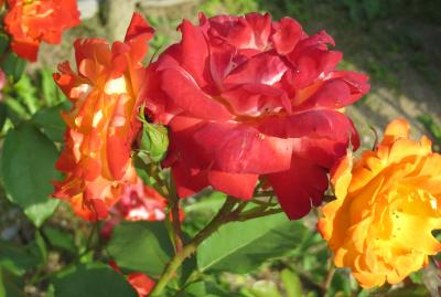 2014春、東山植物園の薔薇(5/8)：グリーン・ローズ、カーディナル・ドゥ・リシュール